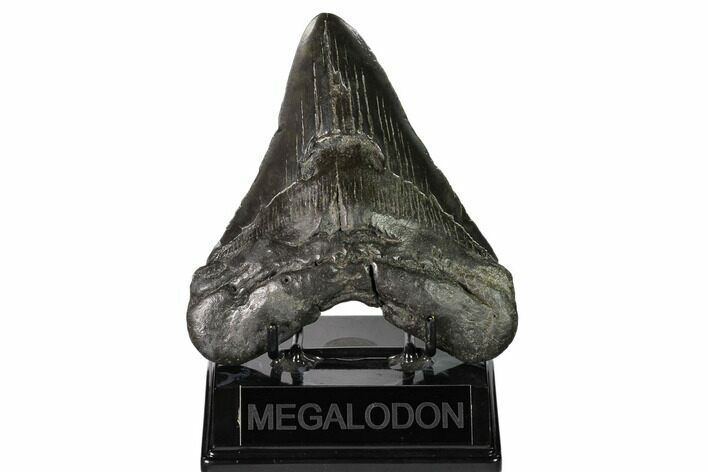 Fossil Megalodon Tooth - South Carolina #149416